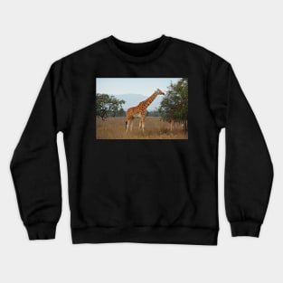 Rothschild's Giraffe, Lake Nakuru, Kenya Crewneck Sweatshirt